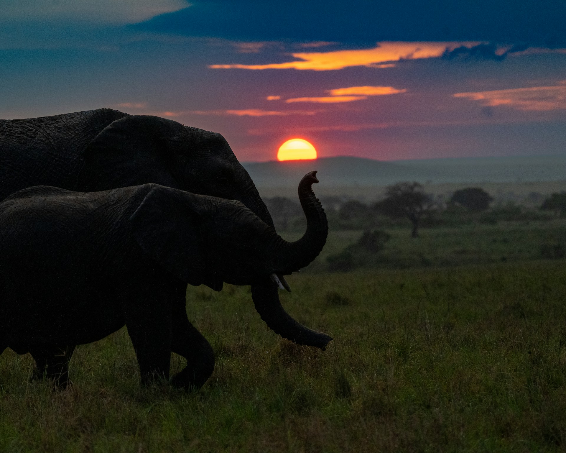 Two elephants silhouetted against a vibrant sunset, highlighting a serene moment in the African savanna.