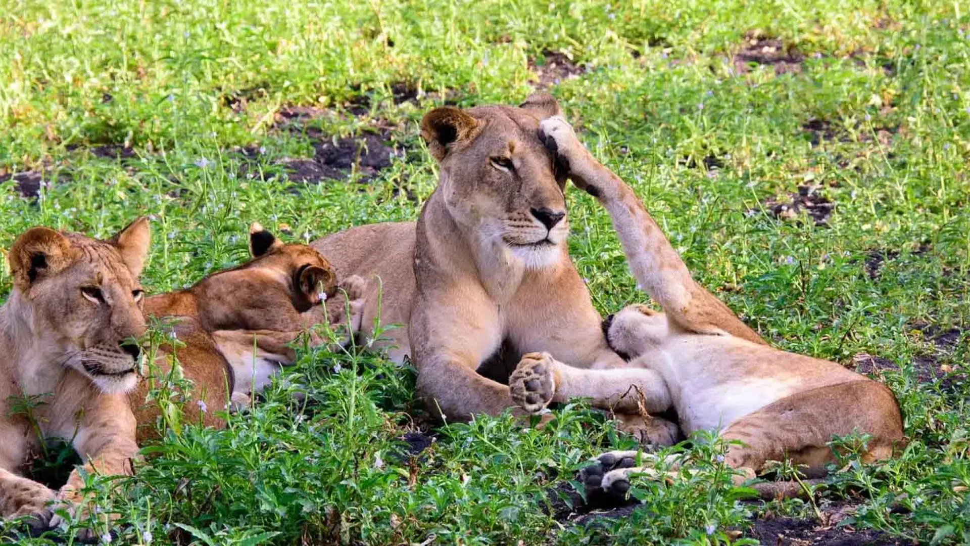 12 Days Mikumi, Ruaha, Udzungwa & Selous
