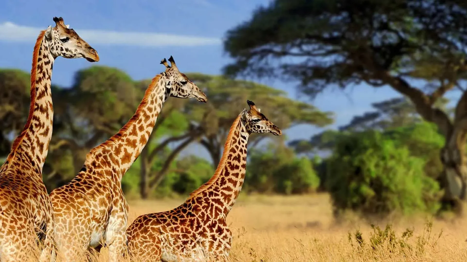 4 Days Tanzania Safari