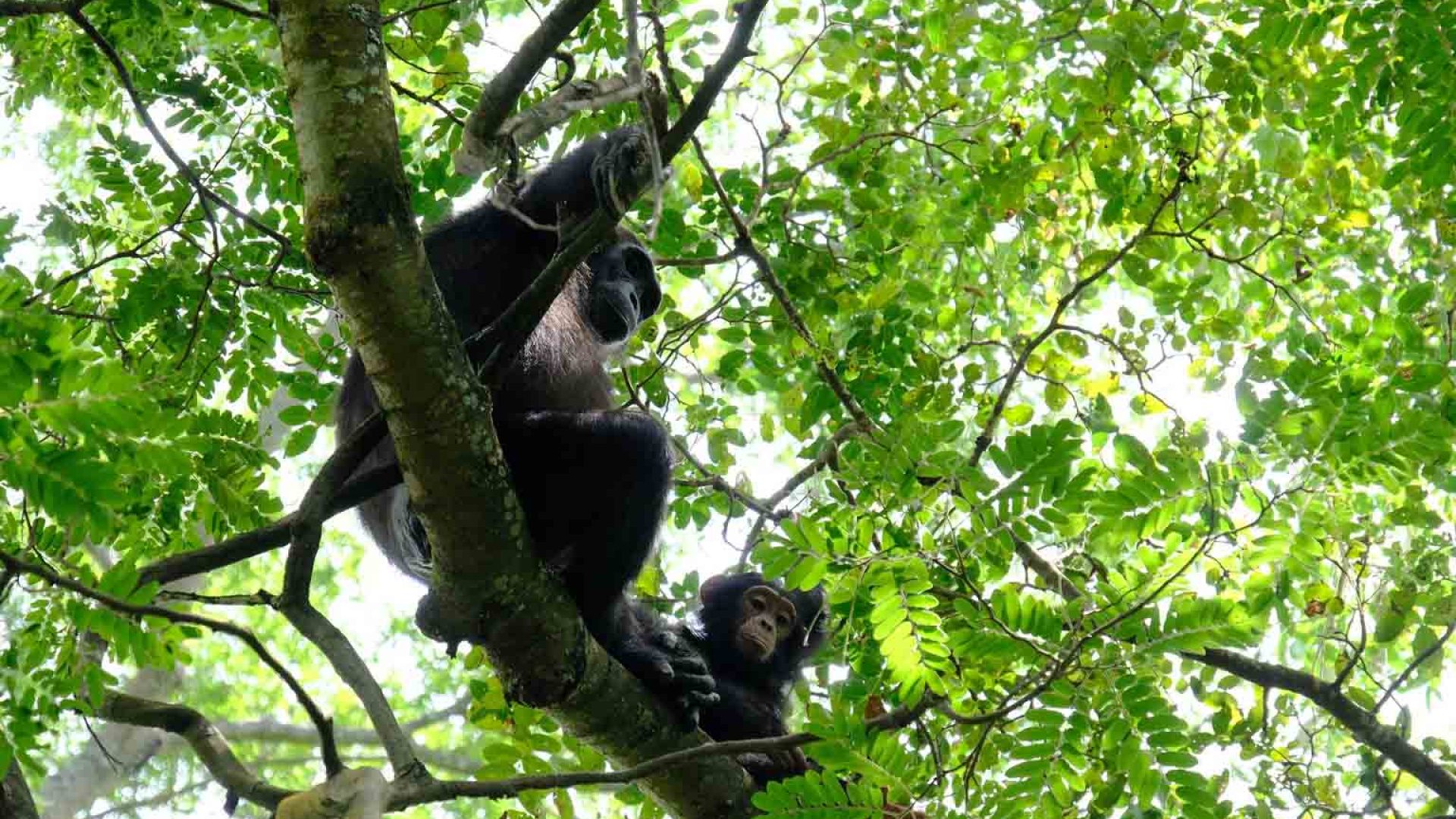 4 Days Mahale National Park Tanzania
