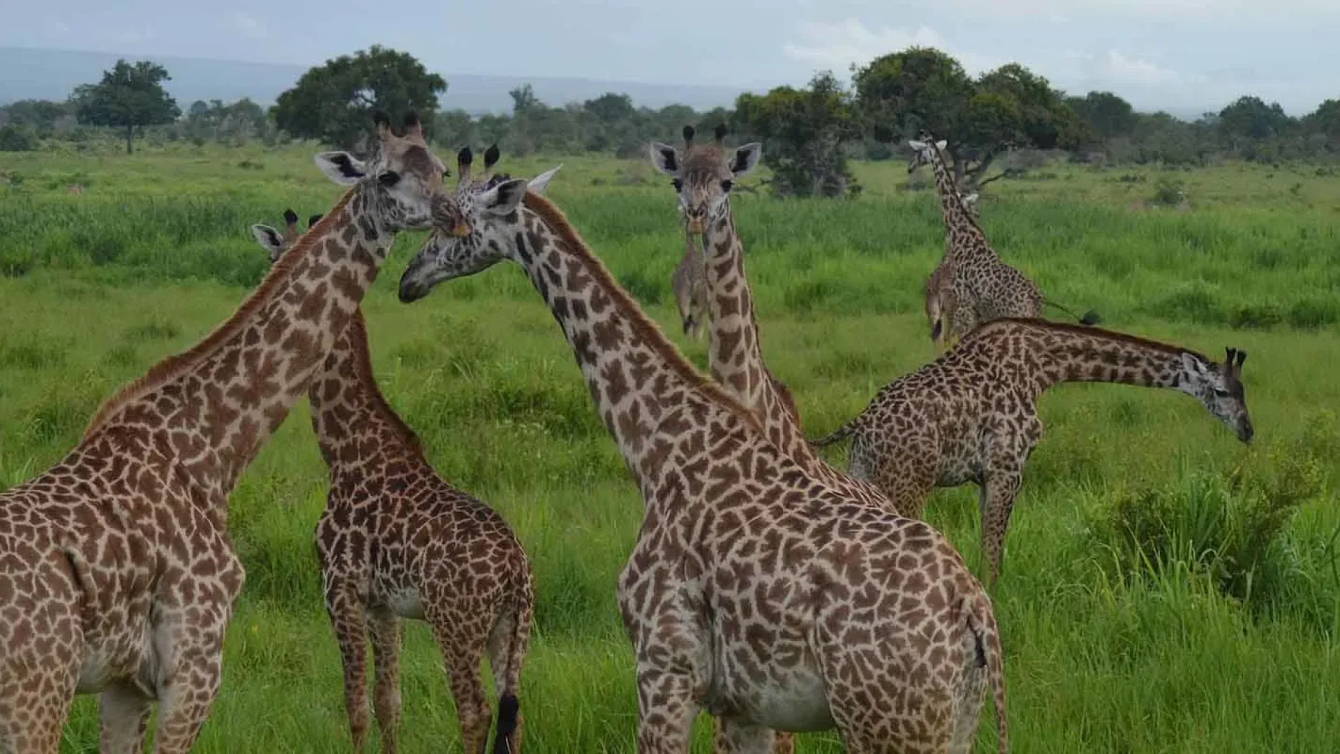 4 Days Mikumi Np Nyerere National Park