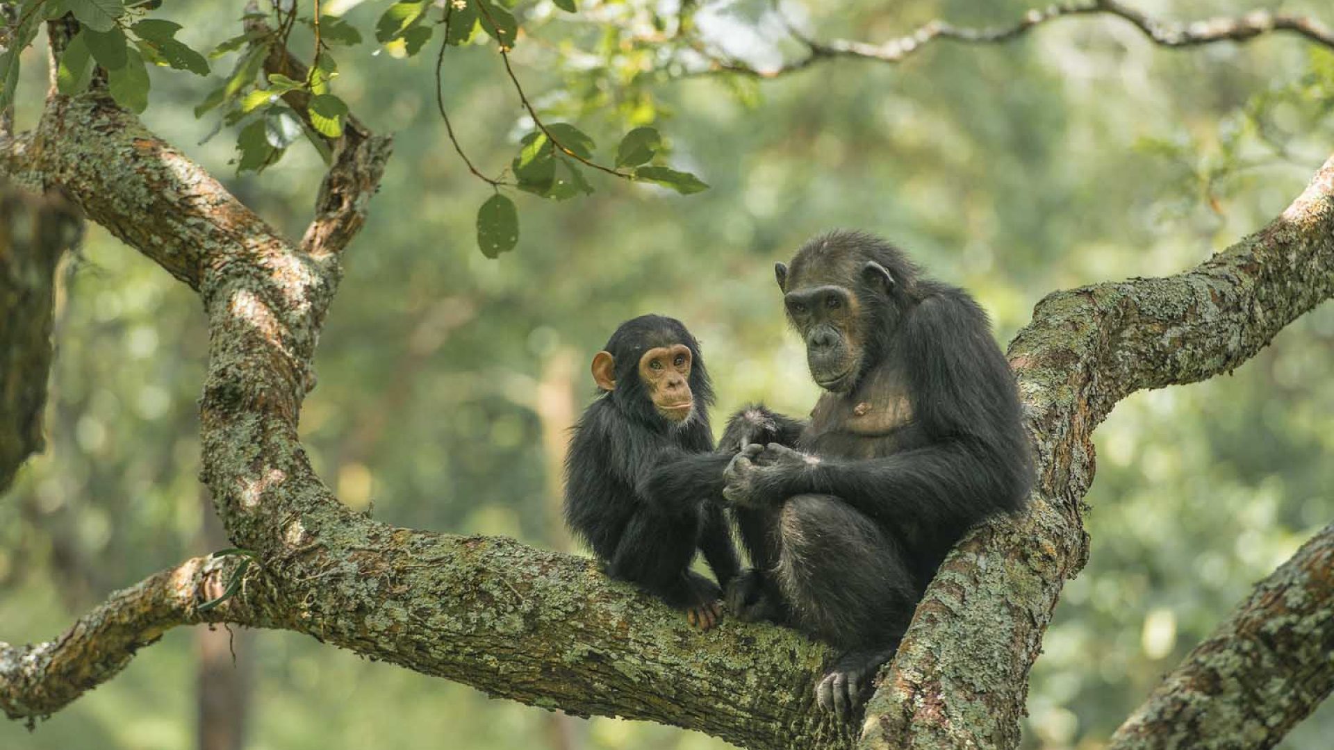 6 DAYS SAFARI GOMBE CHIMPANZEE TREKKING AND MAHALE MOUNTAINS