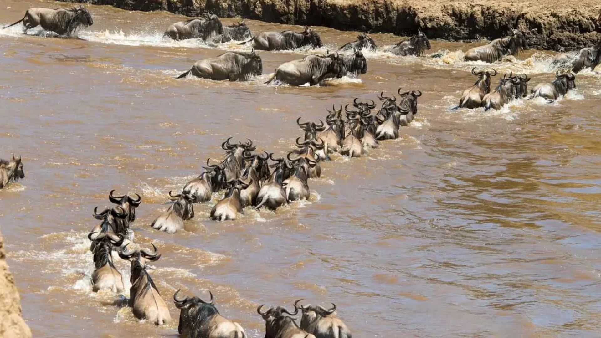 7 Days Wildebeest river crossing (north and Central)