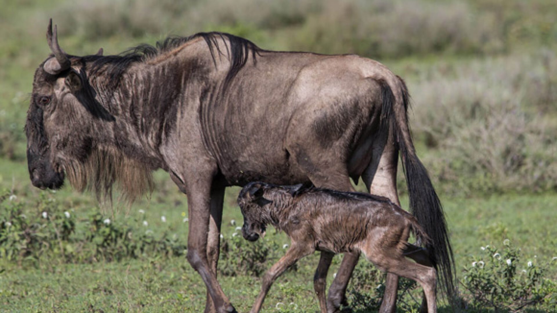 7 days luxury safari