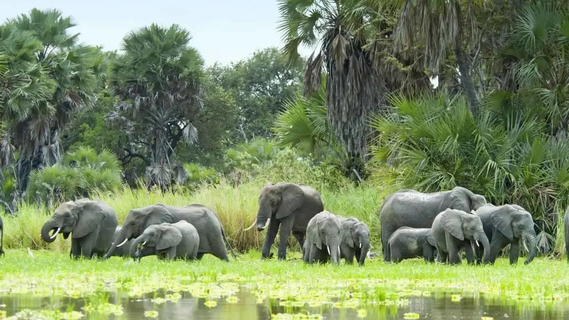 9 Days Dar – Mikumi Np – Ruaha Np – Nyerere National Park