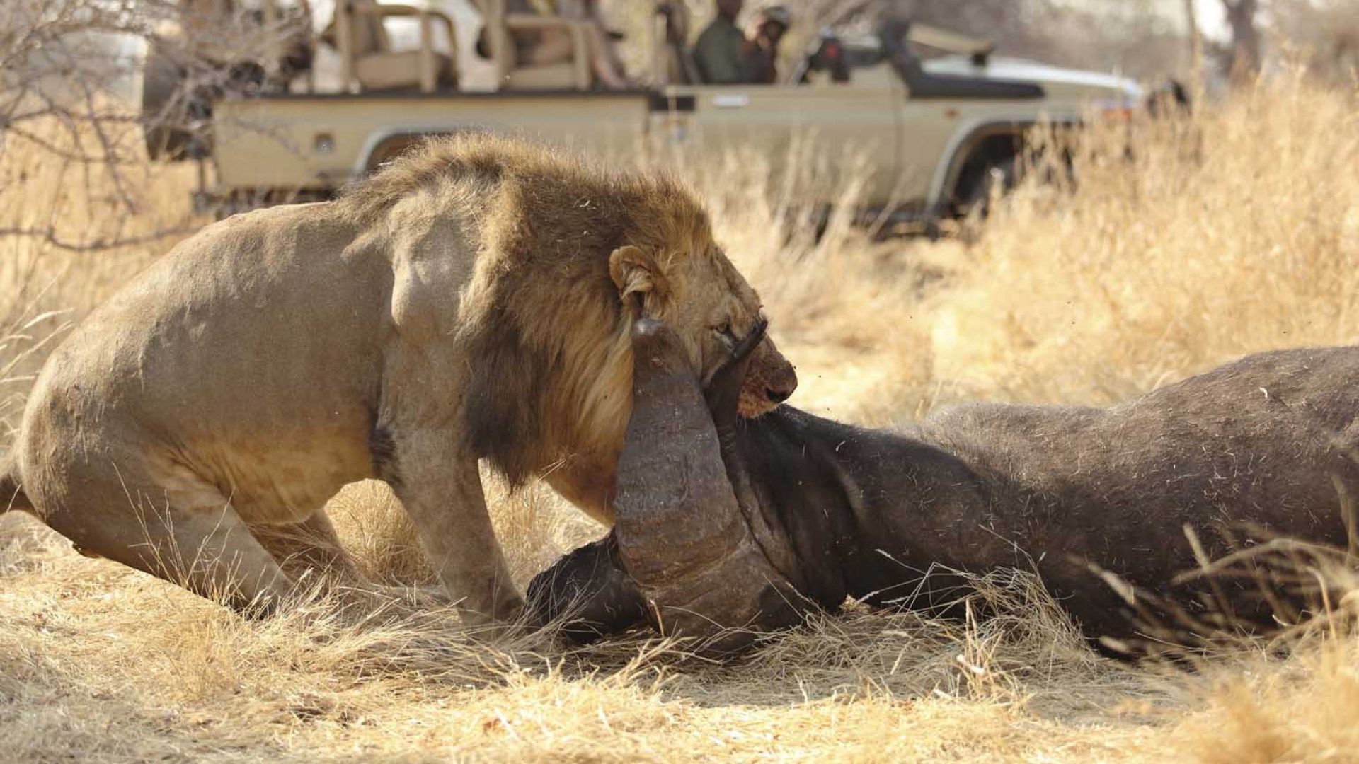 All Tanzania National Park Safari