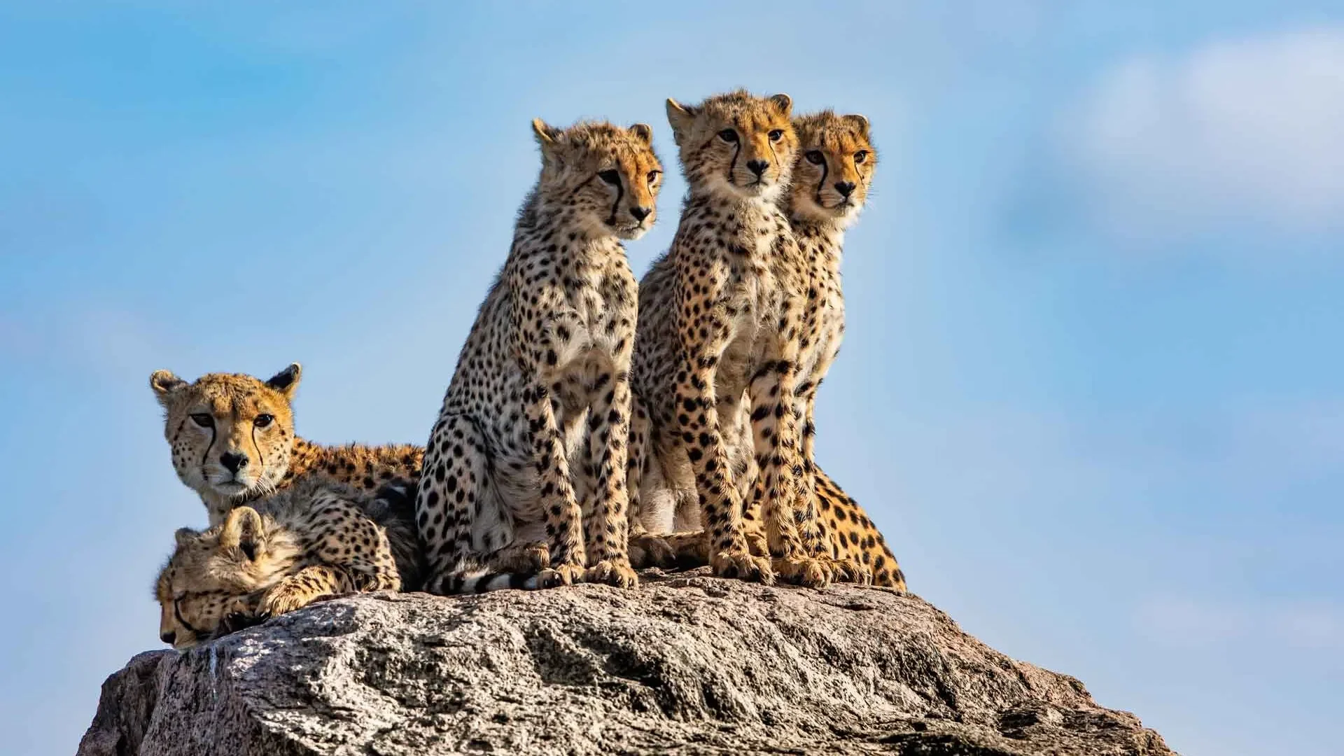 Olmara-Camp-Serengeti