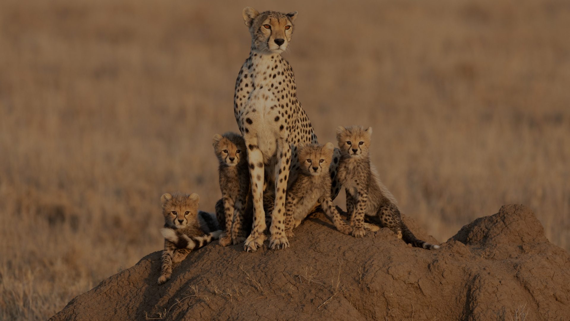 Tanzania safari1