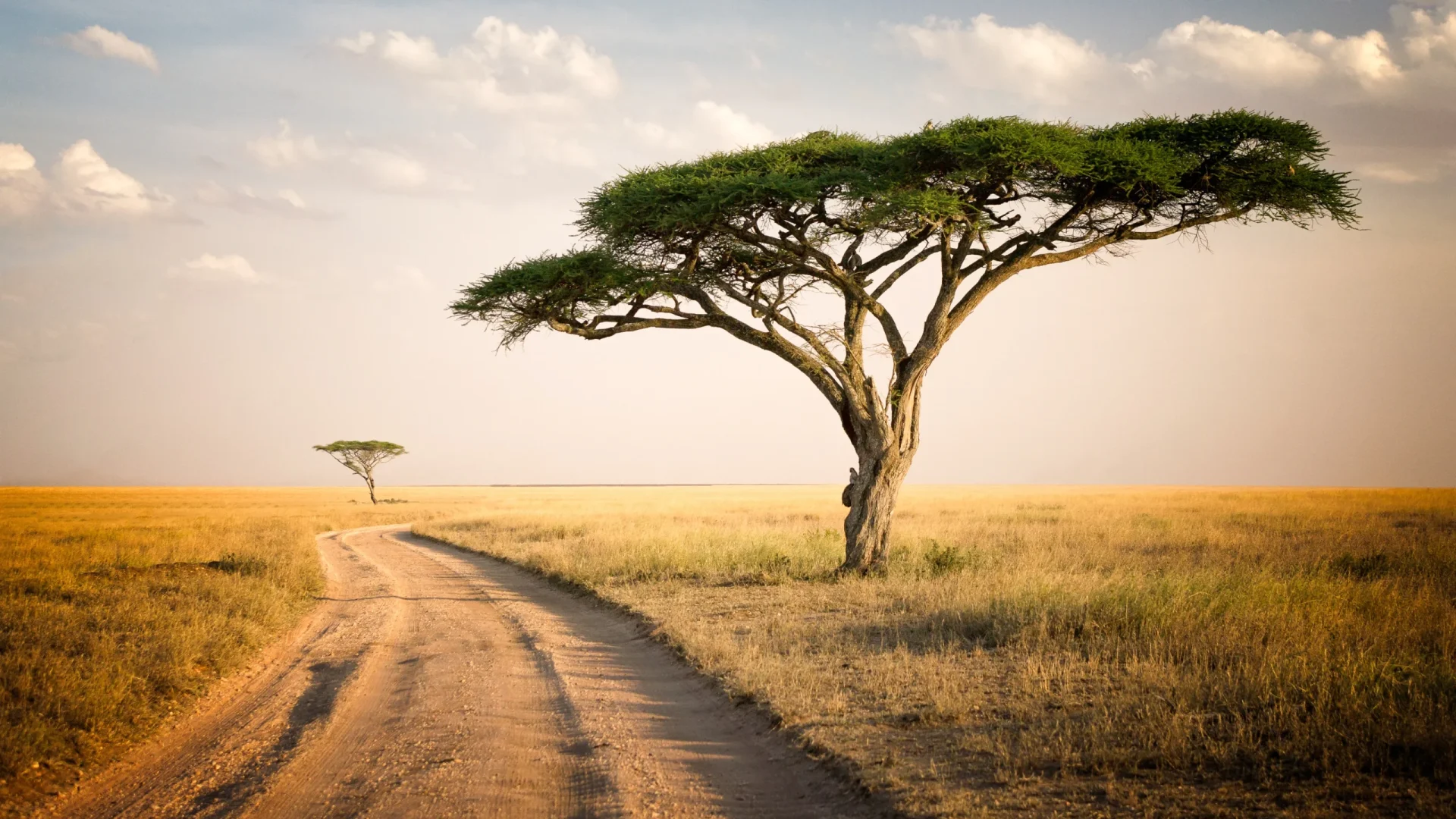 a-tree-bsides-the-road