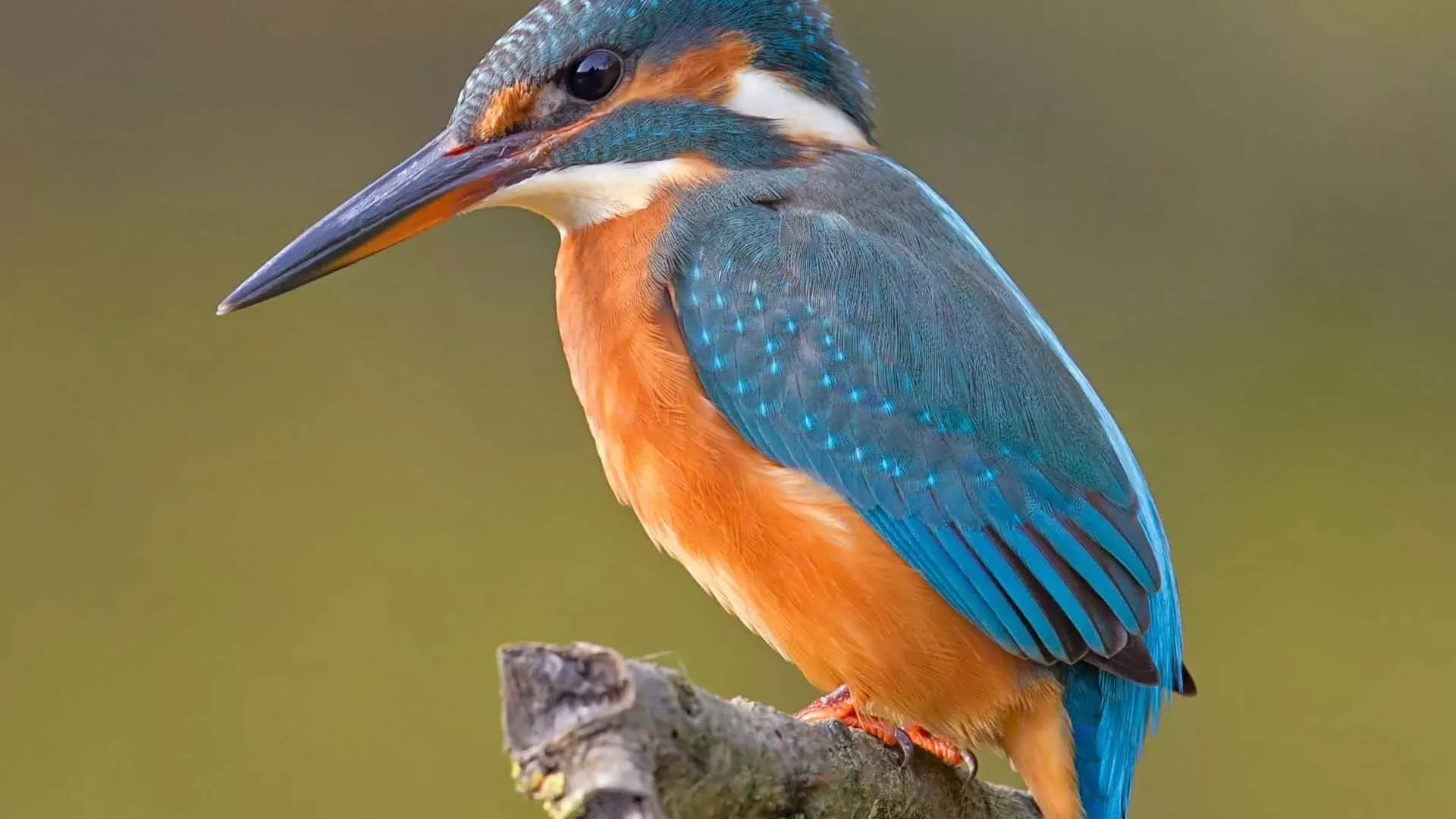 bird-watch.webp