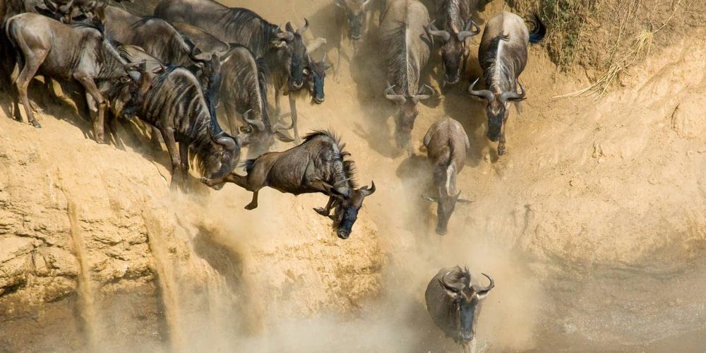 masai-mara-great-migration-river-crossing-Tanznania
