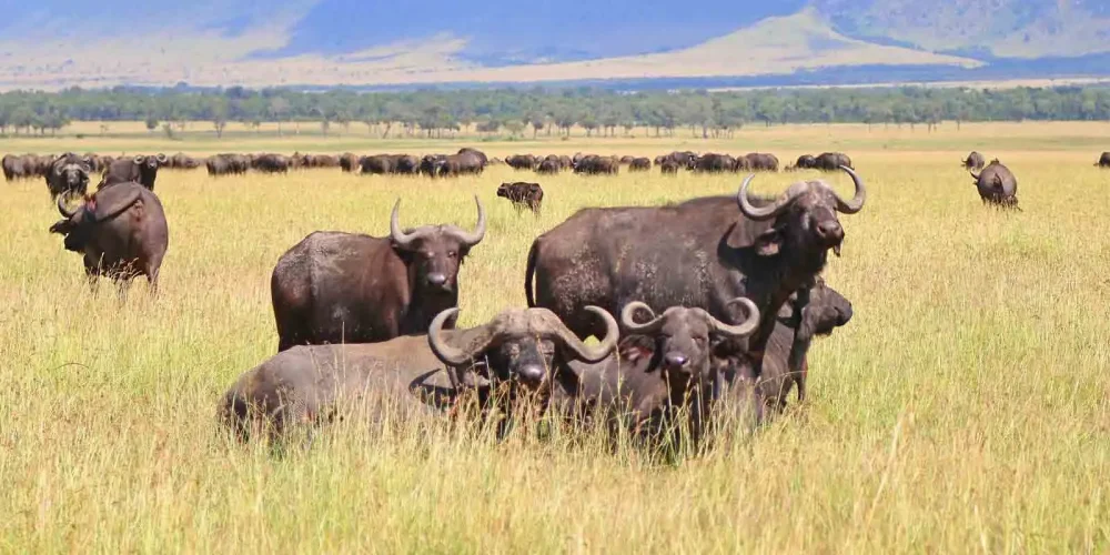 ngorongoro conservation area (1)